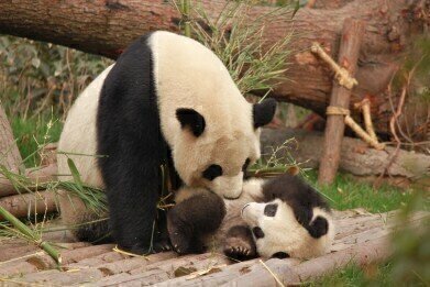 How Have Pandas Been Conserved and Monitored?