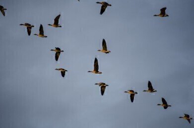 Why Are Birds Migrating Early?
