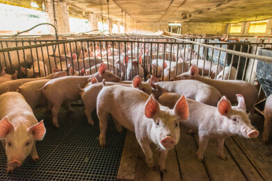 Intensive pig farming is contributing to air pollution in the UK, says new report