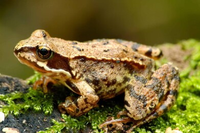 How do we monitor the pathogen driving mass extinction of amphibians?