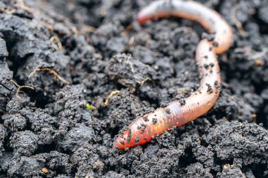 UK loses more than a third of its earthworms in 25 years