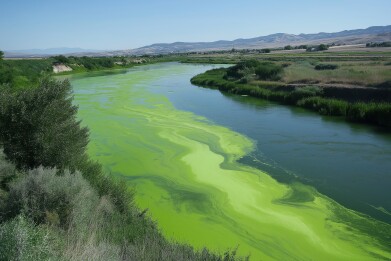 How microplastics can create 'dead zones' in aquatic ecosystems