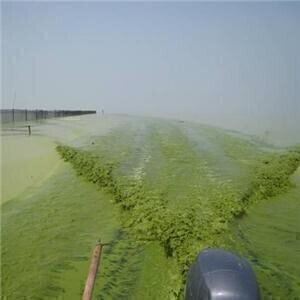 Algal bloom campaign 'could improve water quality'