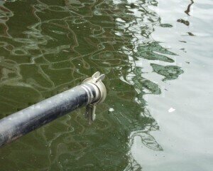 River Trent pollution kills fish, experts say