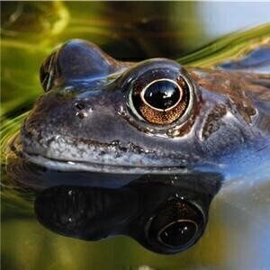 Amphibians 'may not be best environmental analysis indicator'